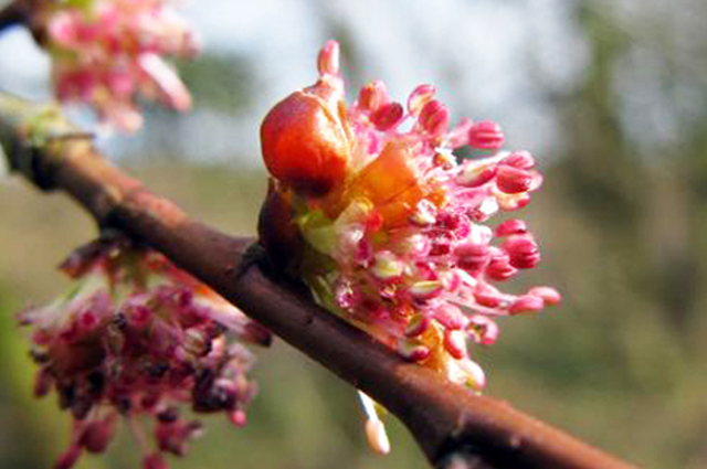 La fleur de l'orme, fleur de bach utilisée pour les personnes ayant des responsabilités et débordées par leur tâche